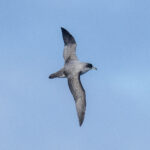 Grey Petrel (image by Mark Beaman)