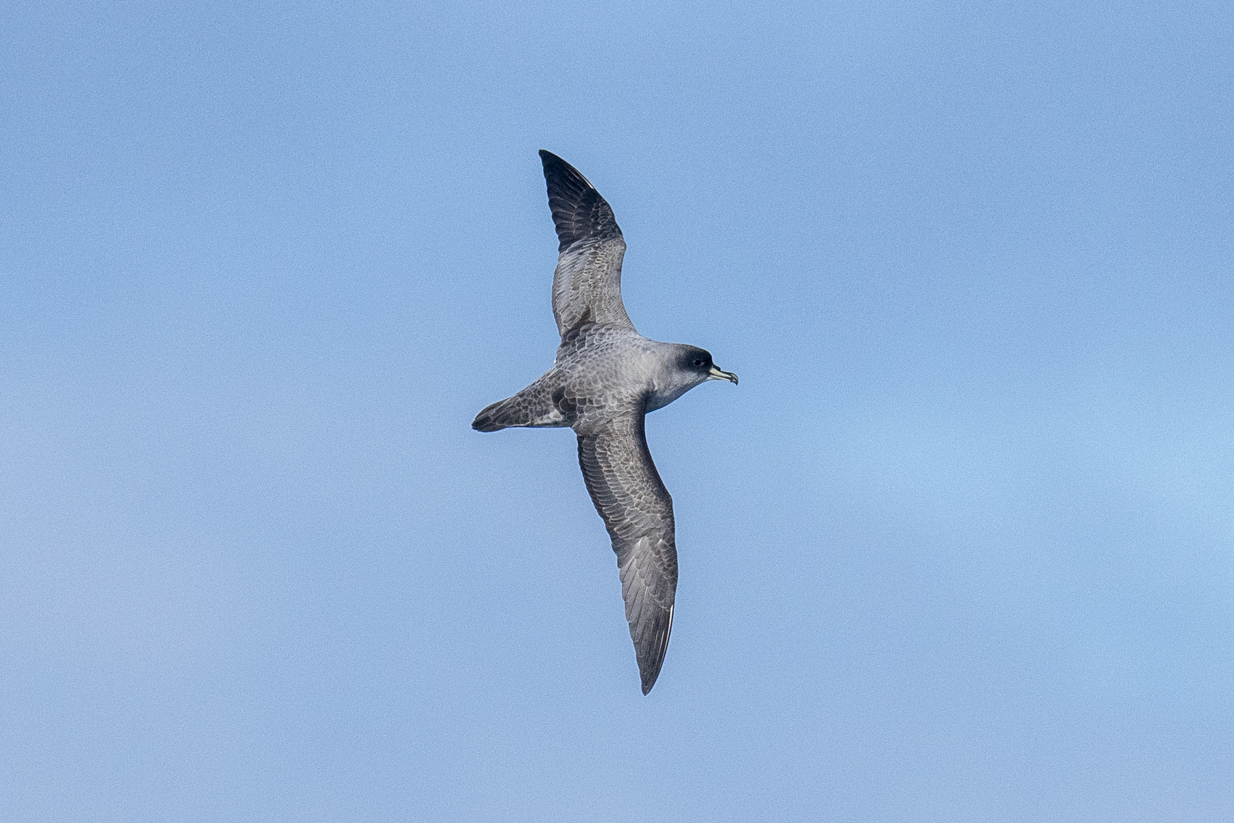 Grey Petrel (image by Mark Beaman)
