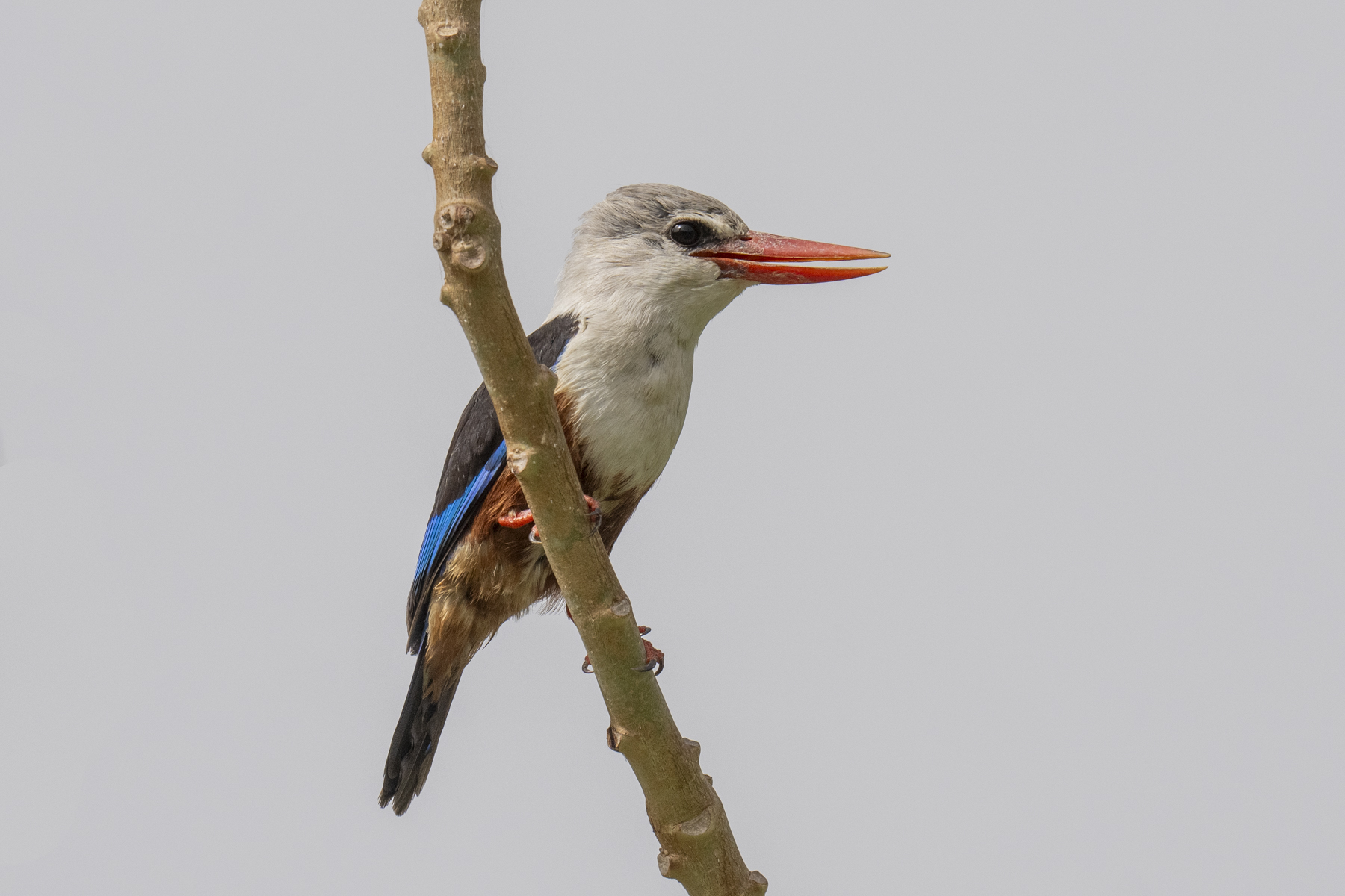 Grey-headed Kingfisher (image by Mark Beaman)
