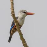 Grey-headed Kingfisher (image by Mark Beaman)