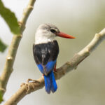 Grey-headed Kingfisher (image by Mark Beaman)