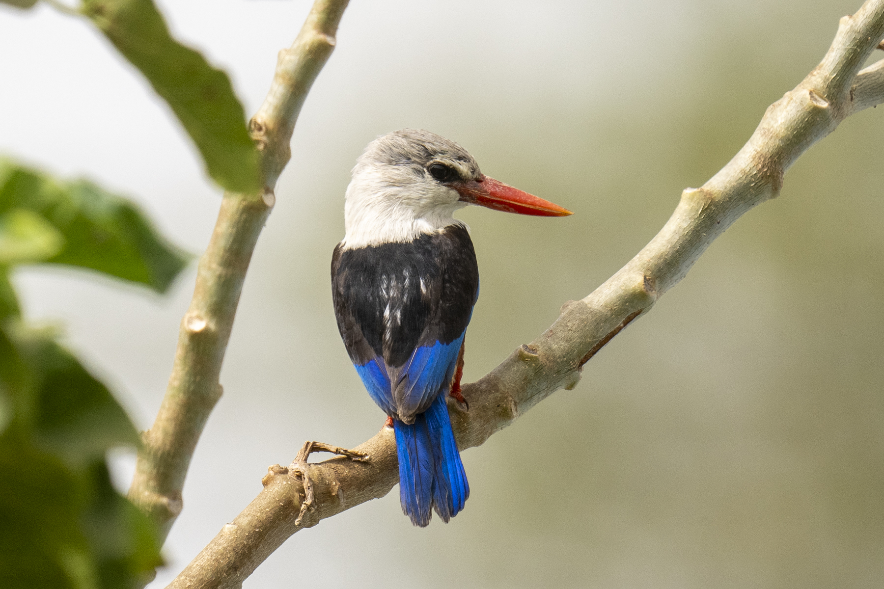 Grey-headed Kingfisher (image by Mark Beaman)