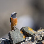 Guldenstadt's or White-winged Redstart (image by Mark Beaman)