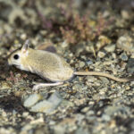 Hairy-footed or Northern Three-toed Jerboa (image by Mark Beaman)