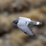 Hill Pigeon (image by Mark Beaman)