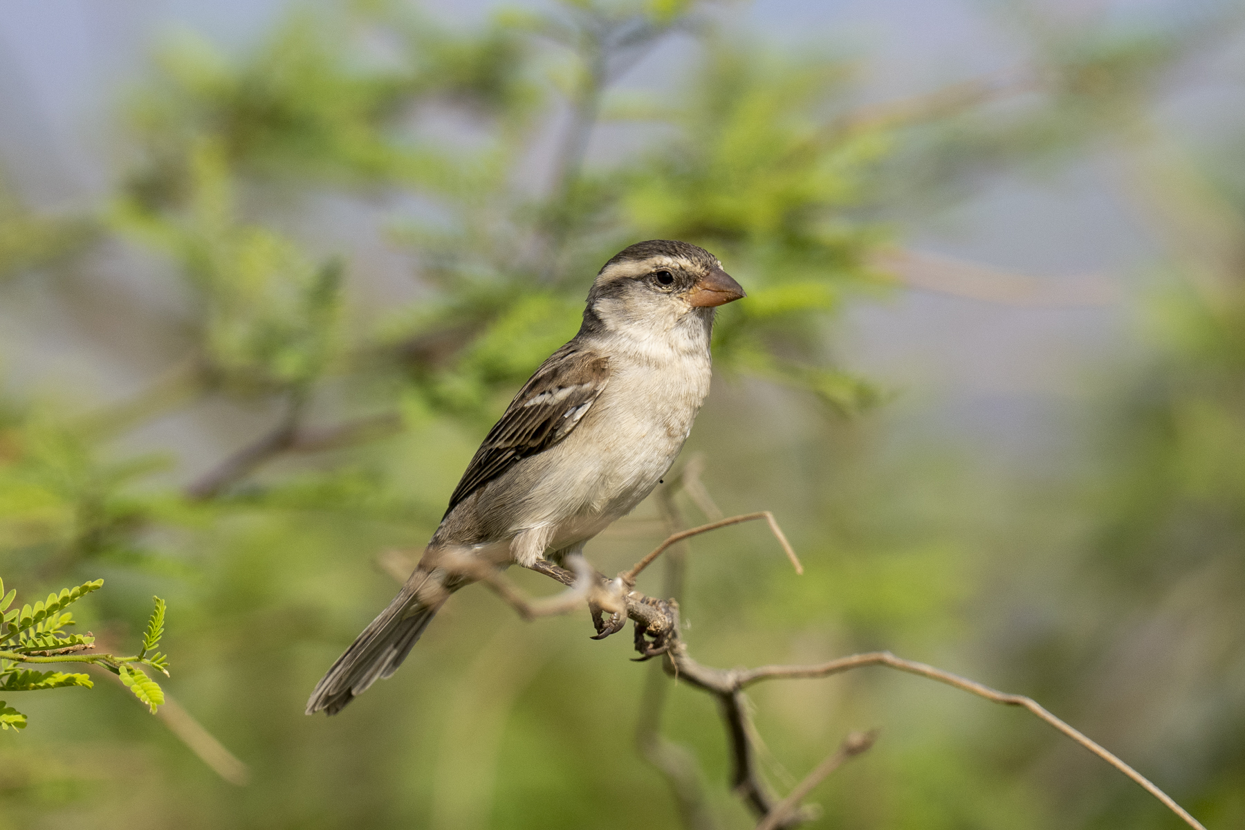Iago (or Cape Verde) Sparrow female (image by Mark Beaman)
