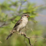 Iago (or Cape Verde) Sparrow female (image by Mark Beaman)