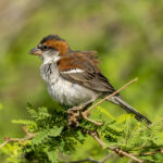 Iago (or Cape Verde) Sparrow (image by Mark Beaman)