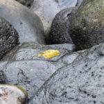 Inaccessible Island Finch (image by Mark Beaman)