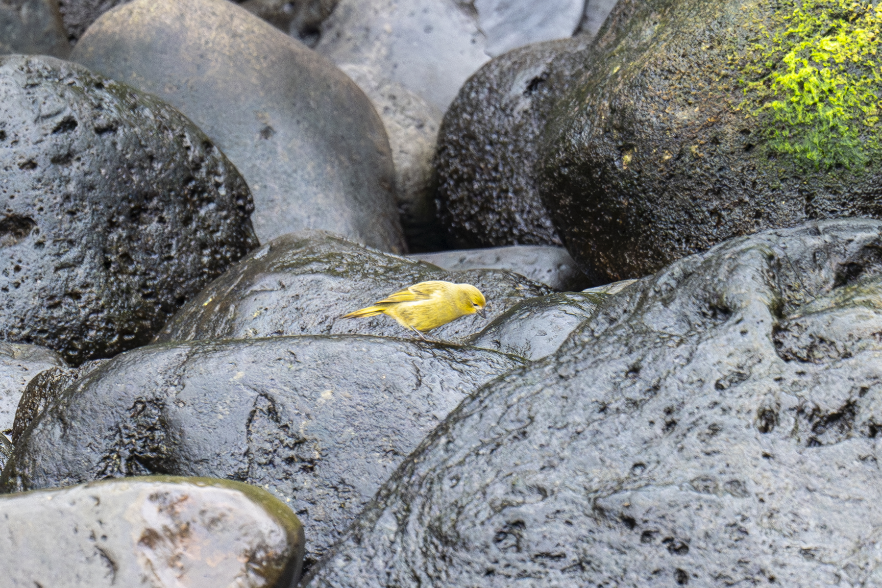 Inaccessible Island Finch (image by Mark Beaman)