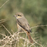 Isabelline Shrike (image by Mark Beaman)