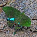 Jungle Jade Swallowtail (image by Pete Morris)