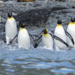 King Penguins (image by Mark Beaman)