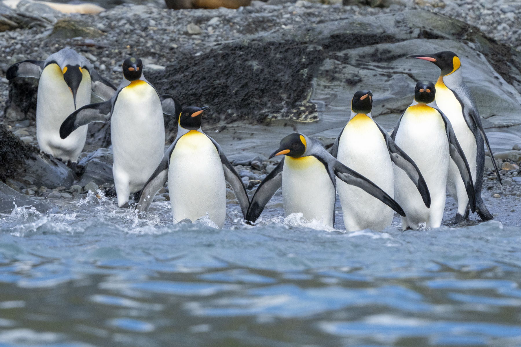 King Penguins (image by Mark Beaman)