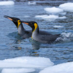 King Penguins (image by Mark Beaman)