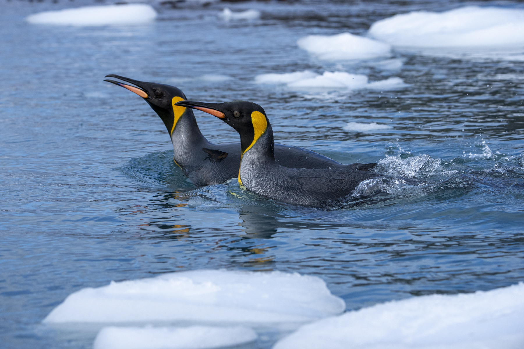 King Penguins (image by Mark Beaman)