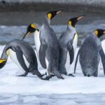 King Penguins (image by Mark Beaman)