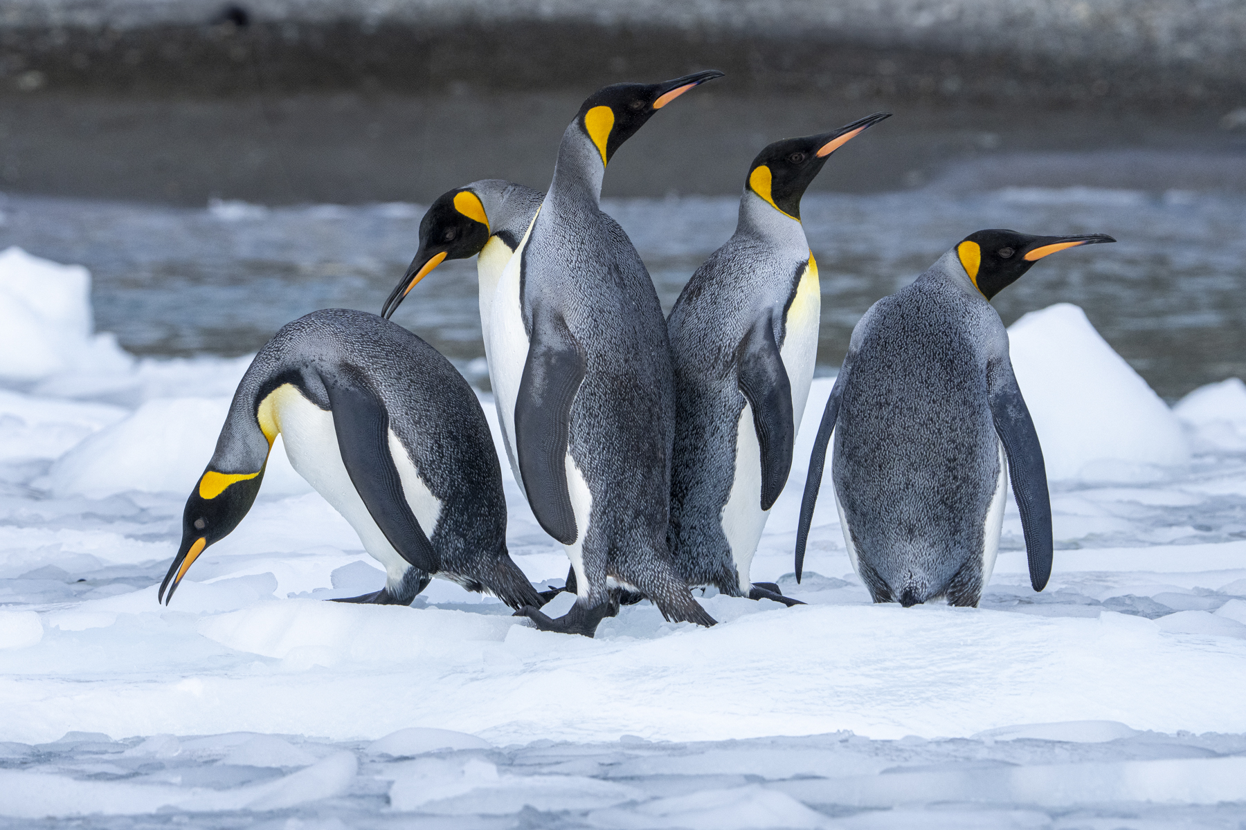 King Penguins (image by Mark Beaman)