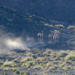 Kulans or Mongolian Wild Asses (image by Mark Beaman)