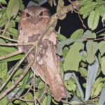 Large Frogmouth (image by Pete Morris)