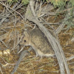 Long-eared Hedgehog (image by Mark Beaman)