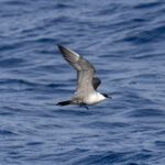 Long-tailed Jaeger or Long-tailed Skua (image by Mark Beaman)