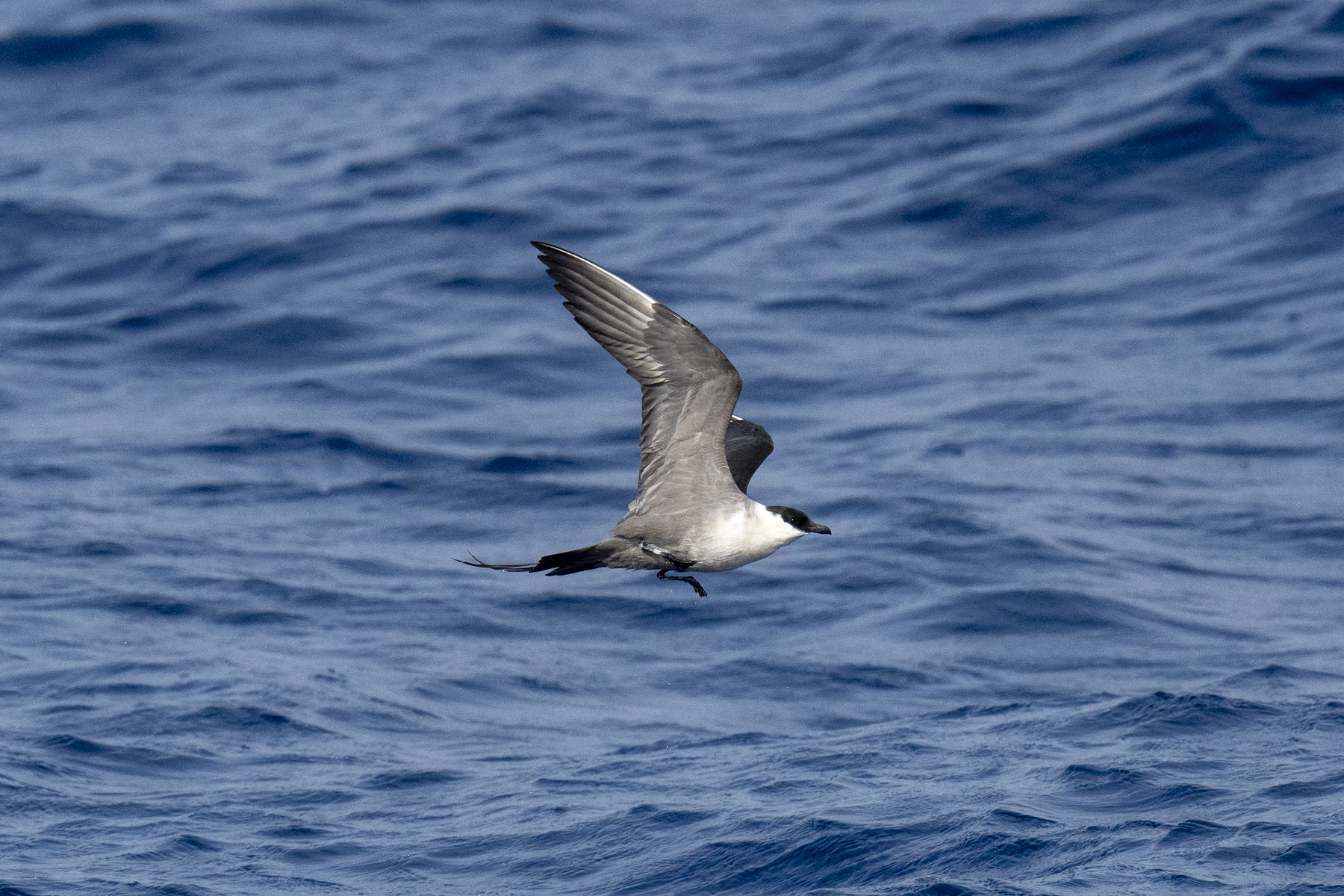 Long-tailed Jaeger or Long-tailed Skua (image by Mark Beaman)