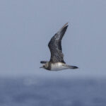 Long-tailed Jaeger (image by Mark Beaman)