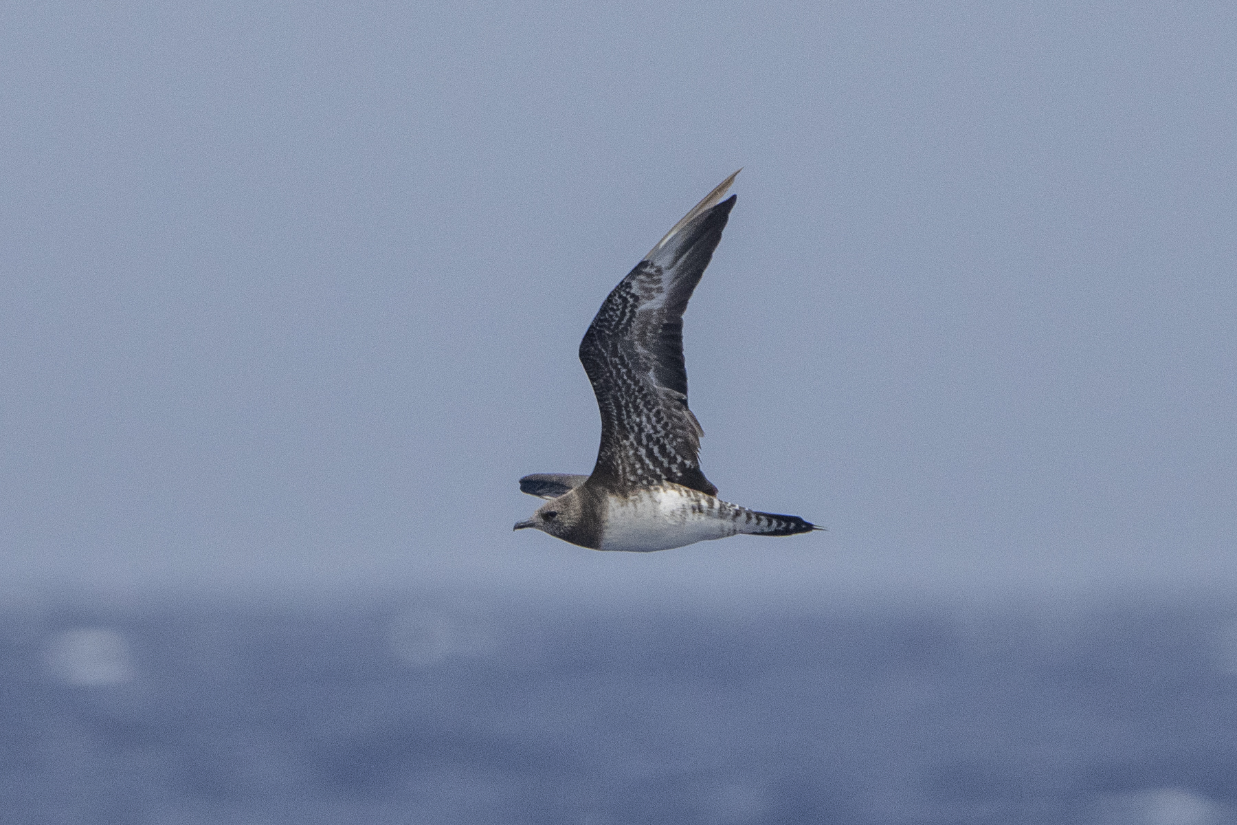 Long-tailed Jaeger immature (image by Mark Beaman)