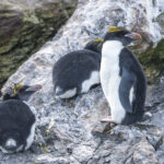 Macaroni Penguins (image by Mark Beaman)
