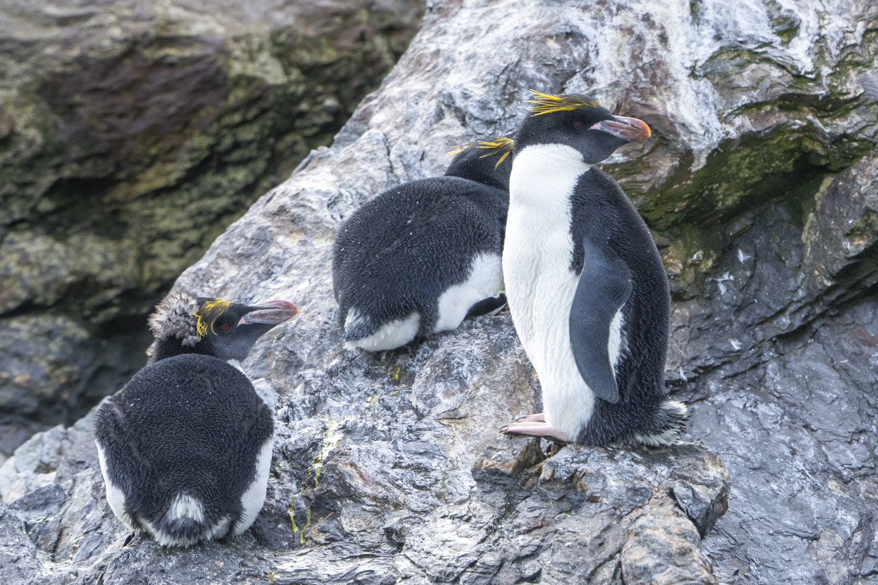 Macaroni Penguins (image by Mark Beaman)