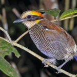 Malayan Banded Pitta (image by Pete Morris)