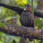 Marbled Wren-Babbler (image by Pete Morris)