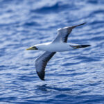 Masked Booby (image by Mark Beaman)
