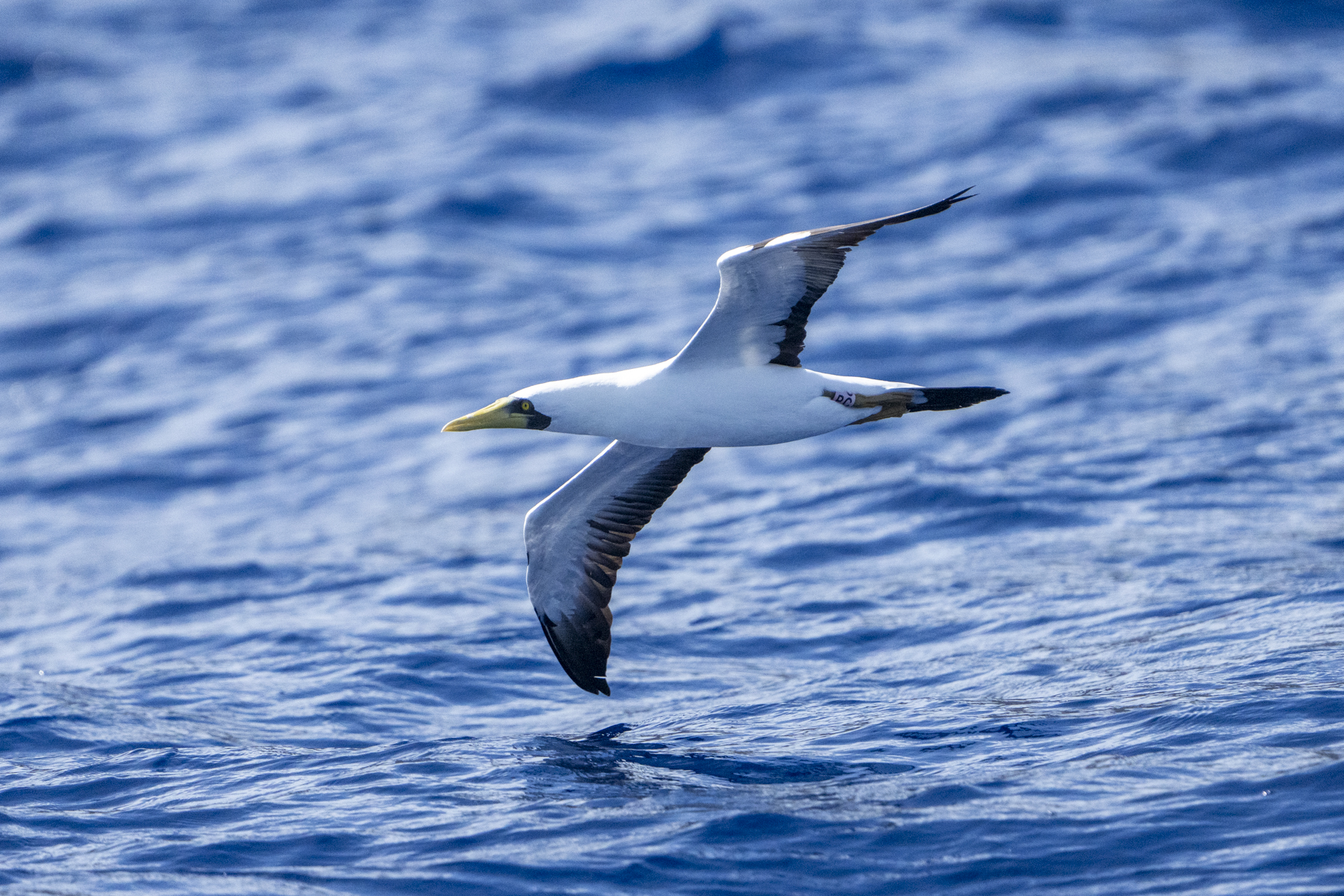 Masked Booby (image by Mark Beaman)