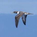 Masked Booby immature (image by Mark Beaman)