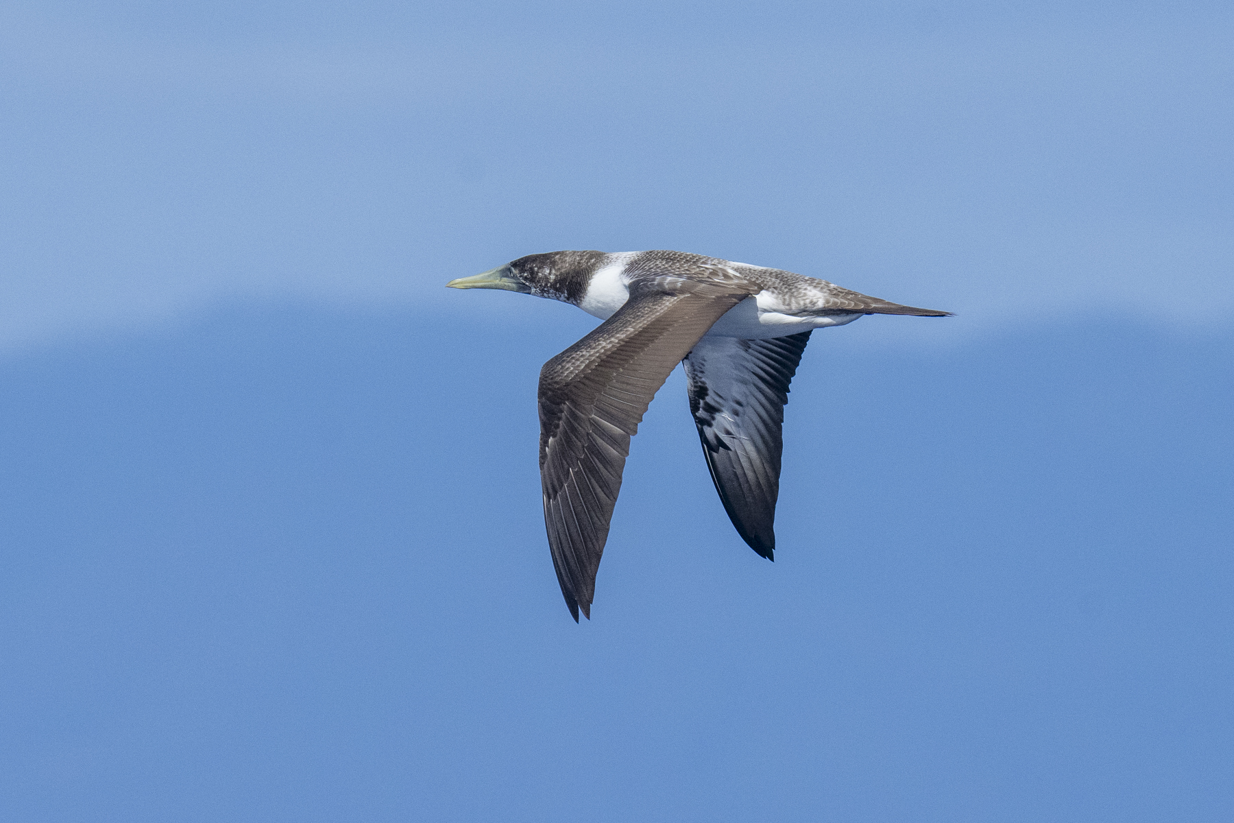 Masked Booby immature (image by Mark Beaman)