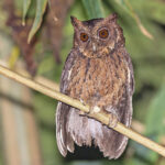 Mentawai Scops Owl (image by Pete Morris)