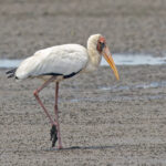 Milky Stork (image by Pete Morris)