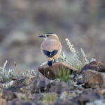 Mongolian or Henderson's Ground Jay (image by Mark Beaman)