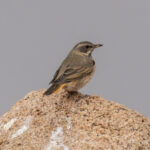 Naumann's Thrush (image by Mark Beaman)