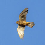 Neglected Kestrel (image by Mark Beaman)