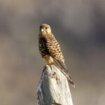 Neglected Kestrel (image by Mark Beaman)