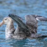 Northern Giant Petrel (image by Mark Beaman)