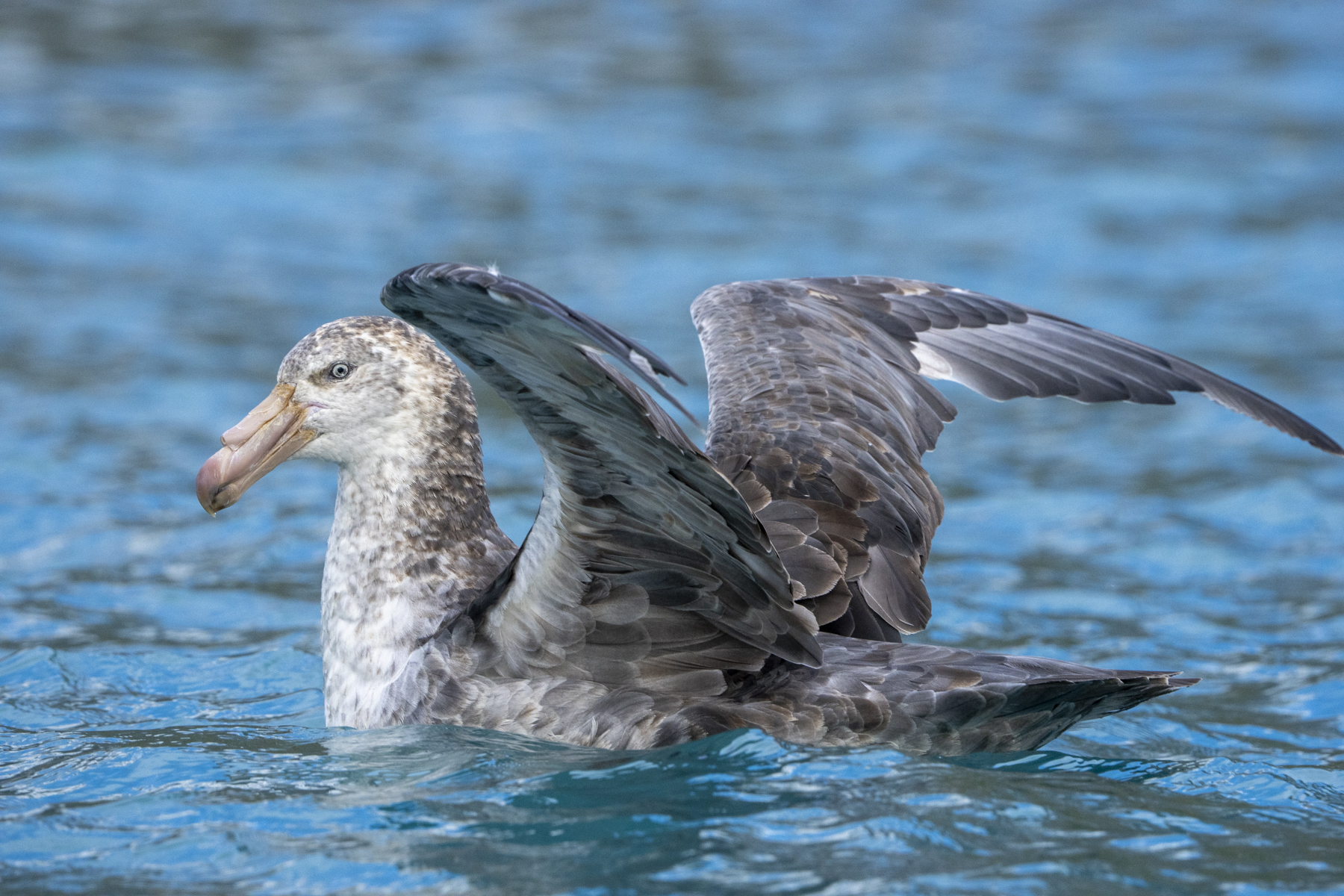 Northern Giant Petrel (image by Mark Beaman)