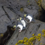 Northern Rockhopper Penguins (image by Mark Beaman)