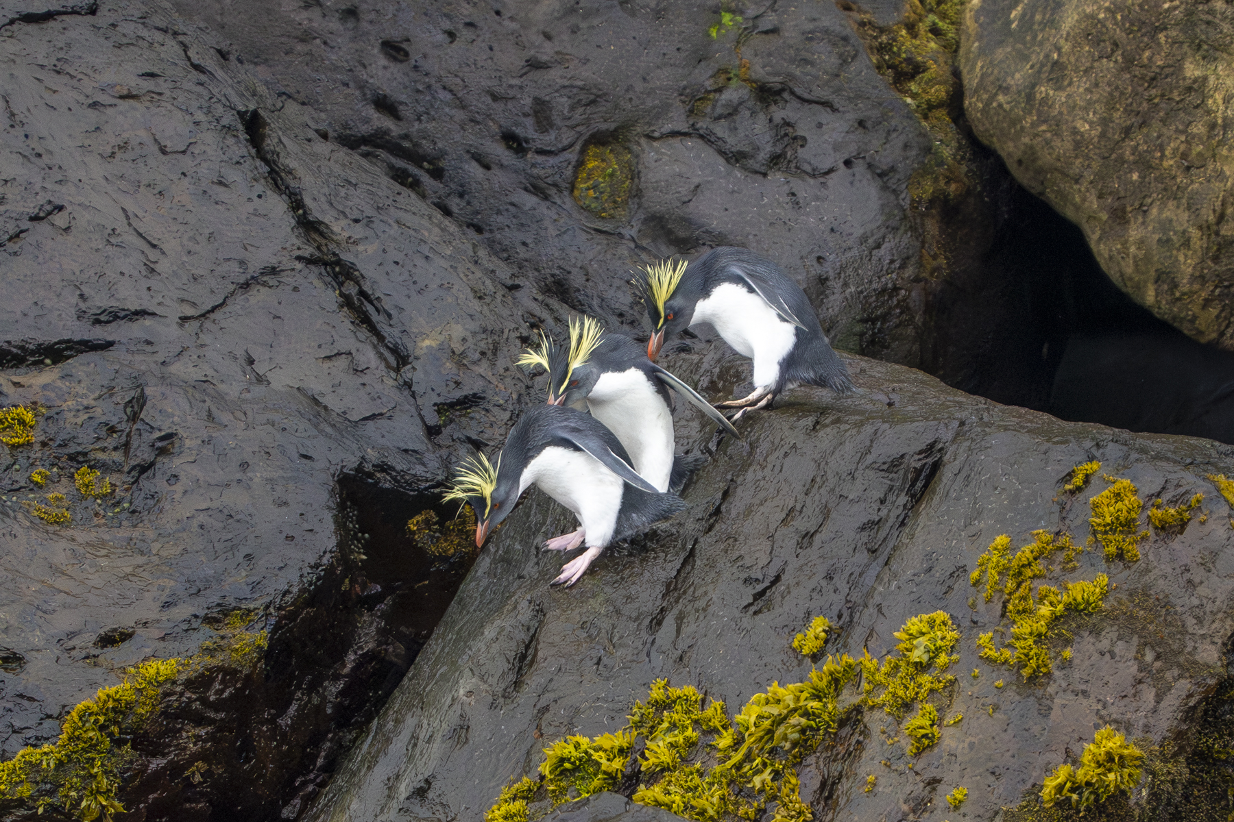 Northern Rockhopper Penguins (image by Mark Beaman)
