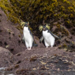 Northern Rockhopper Penguins (image by Mark Beaman)