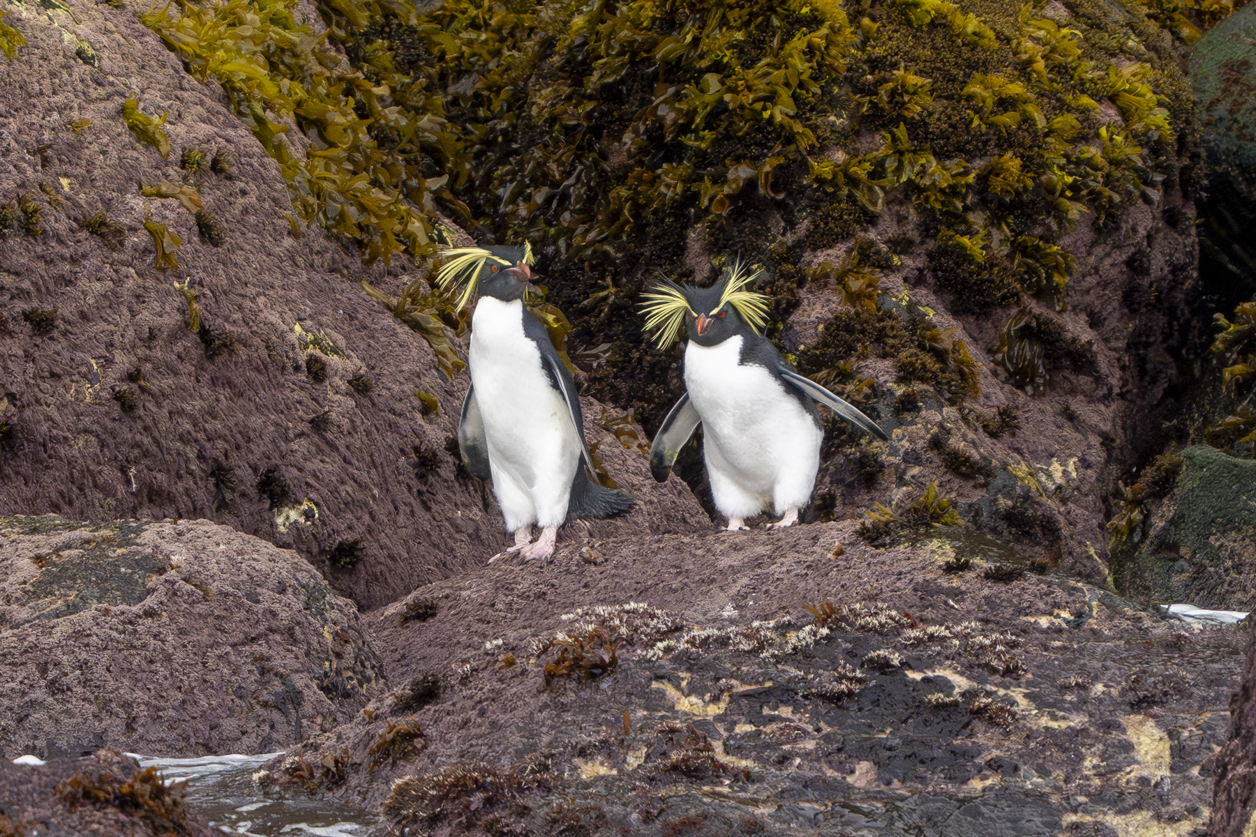 Northern Rockhopper Penguins (image by Mark Beaman)
