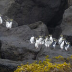 Northern Rockhopper Penguins (image by Mark Beaman)